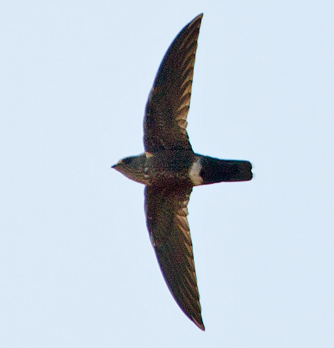 Mottled Spinetail in flight